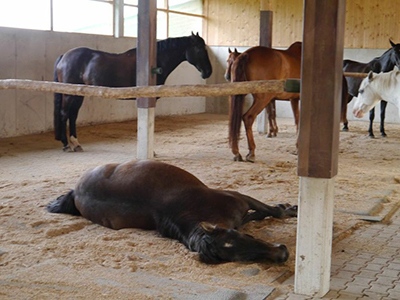 SoftBed Comfort Mats encourage horses to lay down